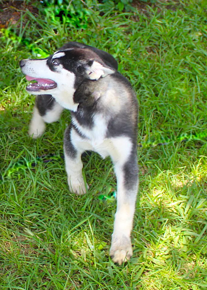 Breeze-Wks-Spay Contract Required- image 2