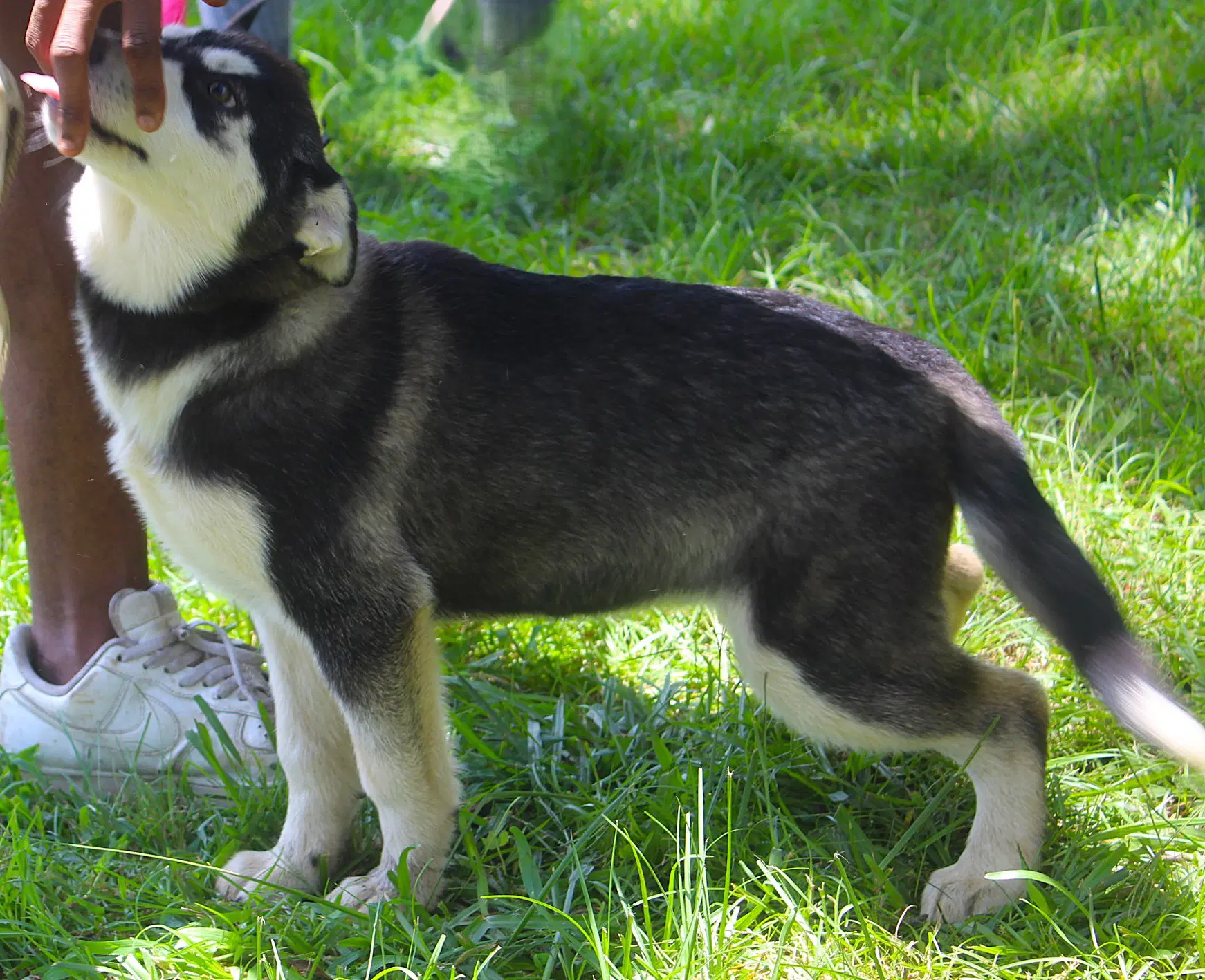 Breeze-Wks-Spay Contract Required- image 3