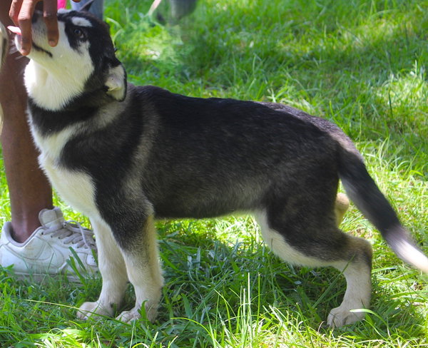 Breeze-14 wks-Spay Contract Required-$425