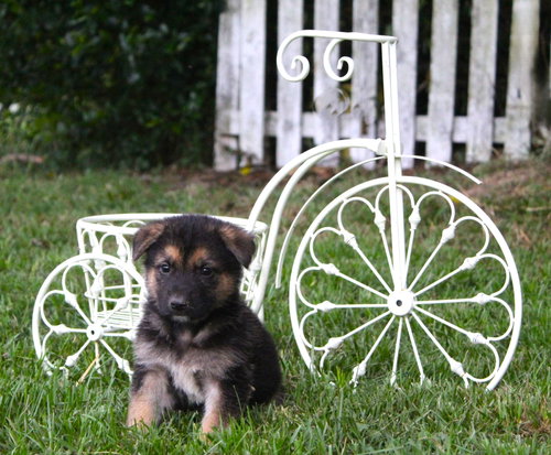 PENDING Riley 8 wks. Neuter Contract Required $525, an adoptable German Shepherd Dog in Holly Hill, SC