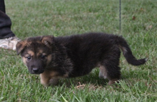 Riley 8 wks. Neuter Contract Required $525