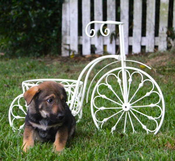 Marshall-8wks Neuter Contract Required $525