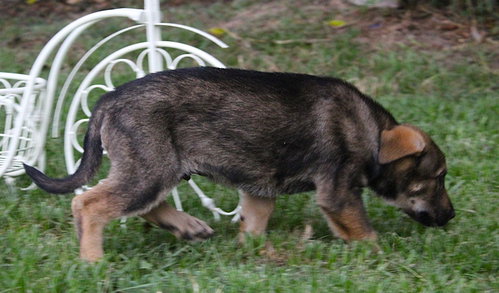 Marshall-8wks Neuter Contract Required $525, an adoptable German Shepherd Dog in Holly Hill, SC