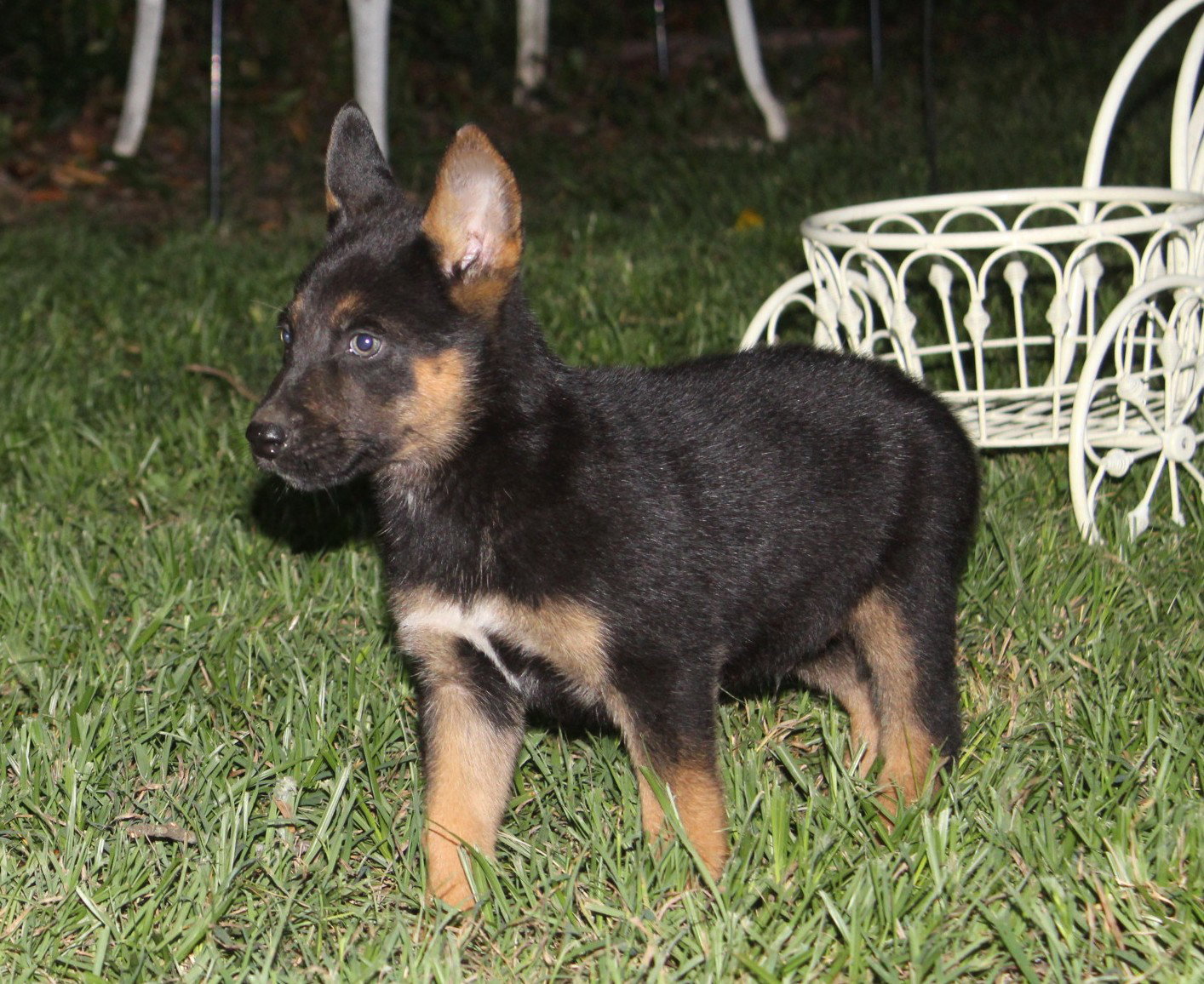 Rookie-8wks Neuter Contract Required $525