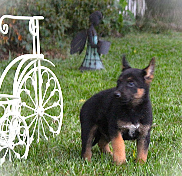 Rookie-8wks Neuter Contract Required $525