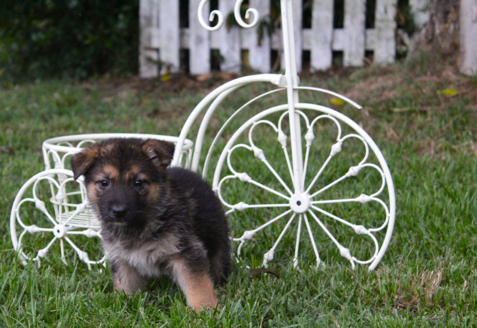 Delia-8wks-Spay Contract Required $525