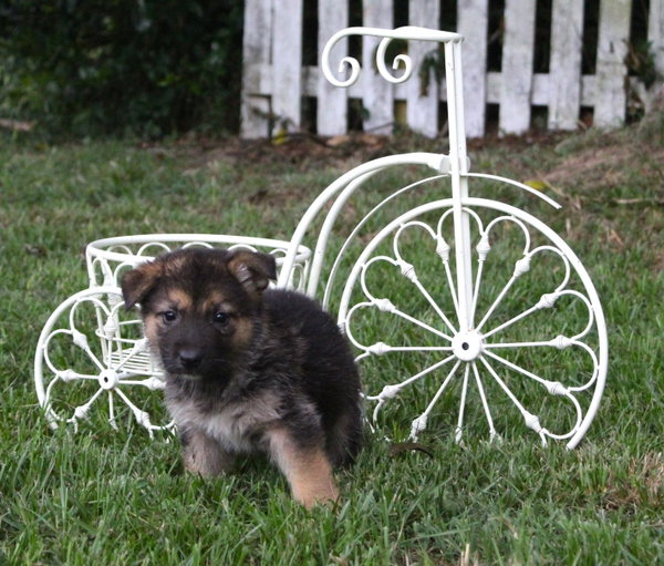 Delia-8wks-Spay Contract Required $525