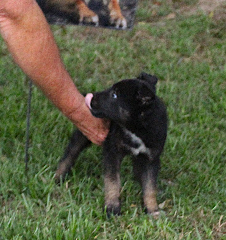 Sadie-8 wks Spay Contract Required $525