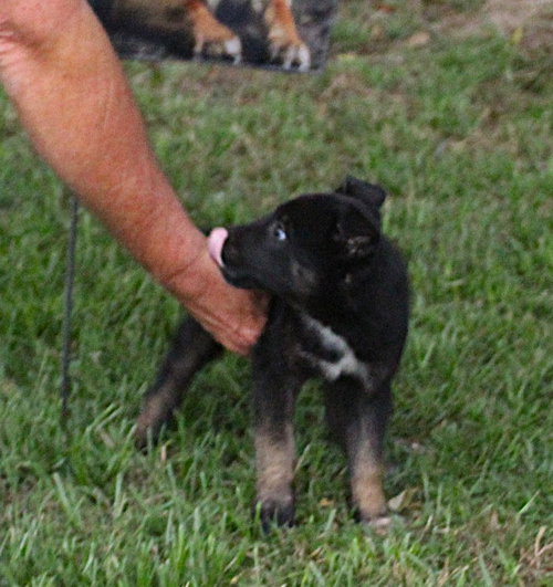 Sadie-8 wks Spay Contract Required $525, an adoptable German Shepherd Dog in Holly Hill, SC