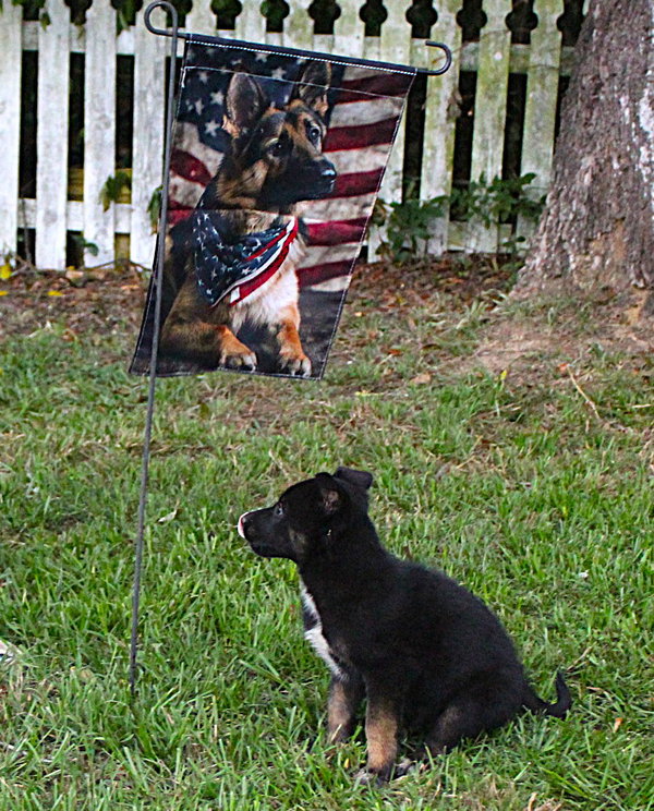 Sadie-8 wks Spay Contract Required $525