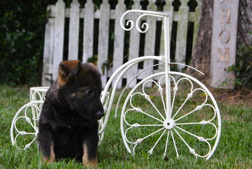 Nico-9 wks -Neuter Contract Required $525