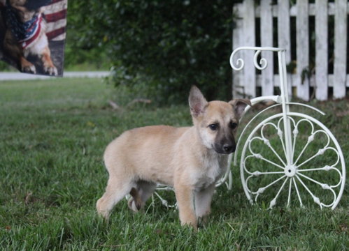 Kya-10 wks Spay Contract Required $225