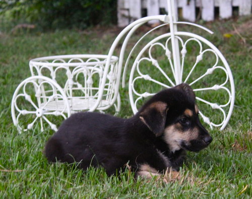 Indy- 9 wks-Neuter Contract Required $525