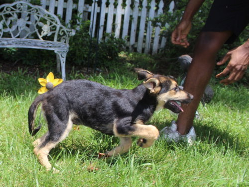 Banx-15wks-Neuter Contract Required $150, an adoptable German Shepherd Dog in Holly Hill, SC