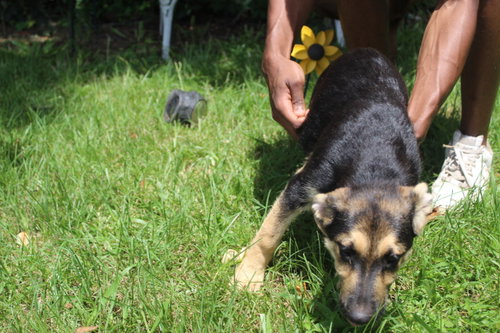 Banx-15Wks-Neuter Contract Required $150 photo 2