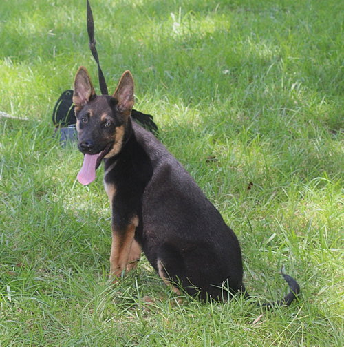 Diesel-12 Wks Neuter Contract Required $425 photo 2