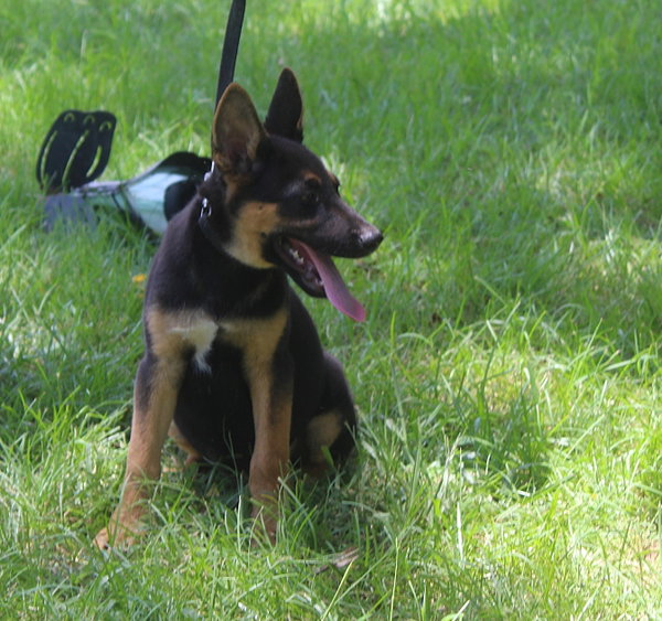 Diesel-12 wks Neuter Contract Required $425