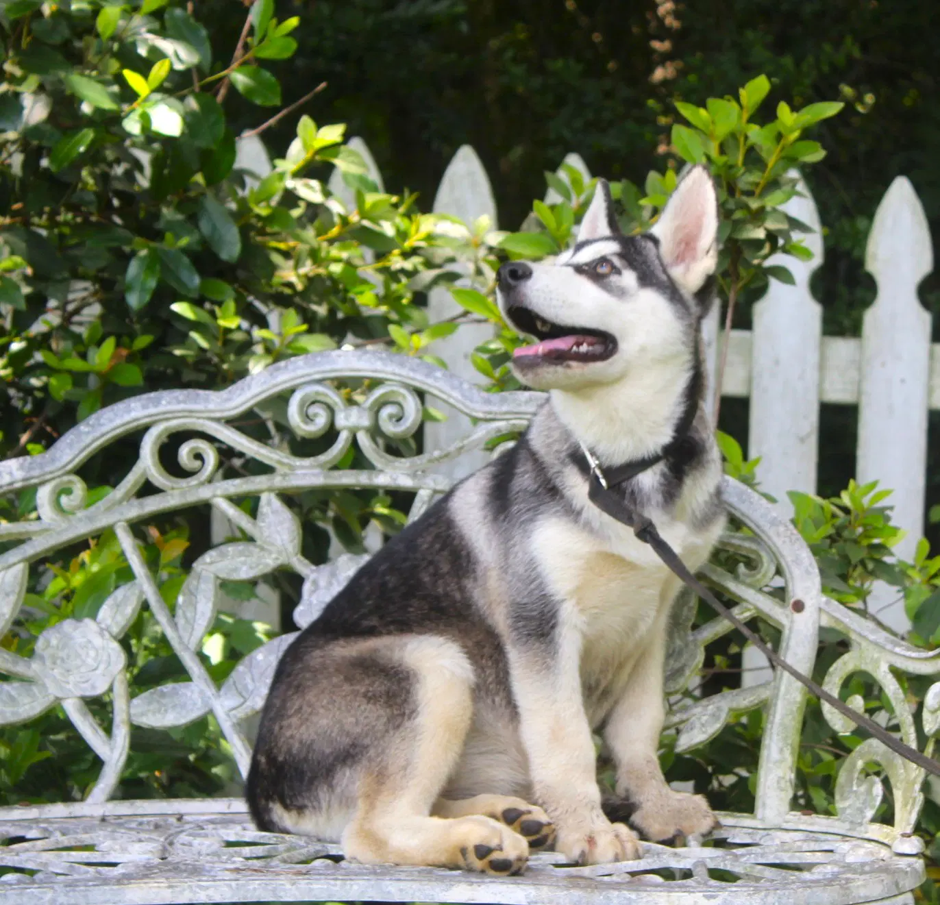 Fancypants-Wks-Spay Contract Re - Siberian Husky