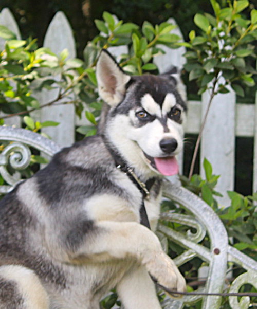 Fancypants-14Wks-Spay Contract Requried $425 photo 2