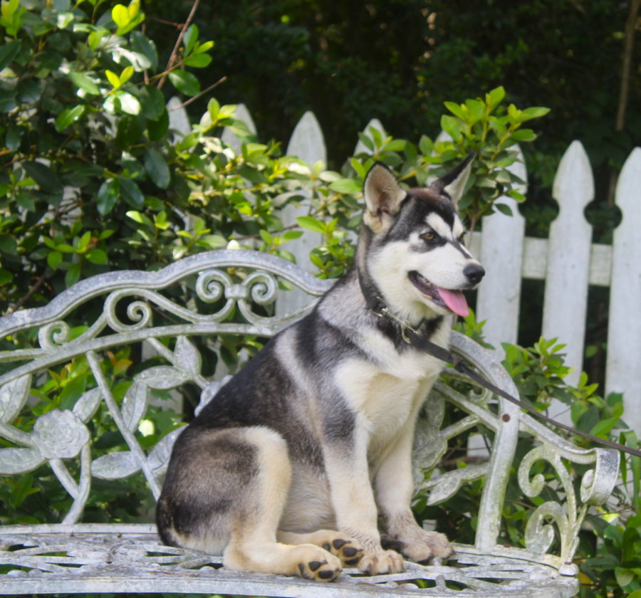 FancyPants-16wks-Spay Contract REQURIED $225