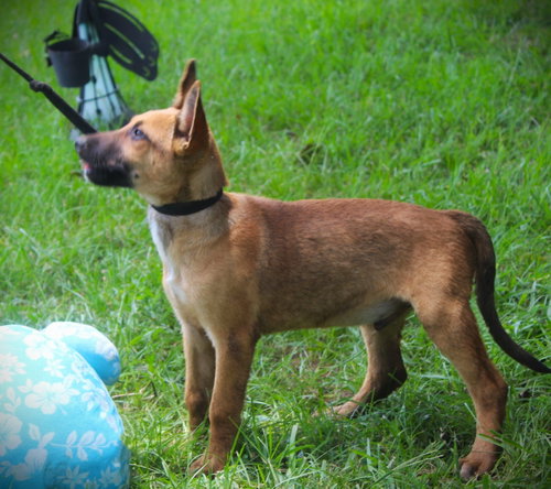 Trooper-12 weeks-Neuter Contract Required $425, an adoptable German Shepherd Dog in Holly Hill, SC