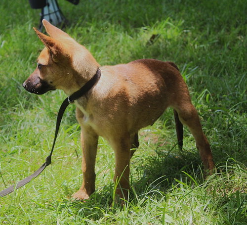 Trooper-12 Weeks-Neuter Contract Required $425 photo 2
