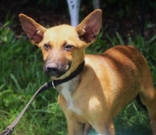 Trooper-12 Weeks-Neuter Contract Required $425 photo 3