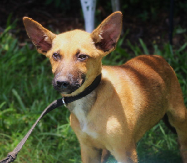 Trooper-12 weeks-Neuter Contract Required $425