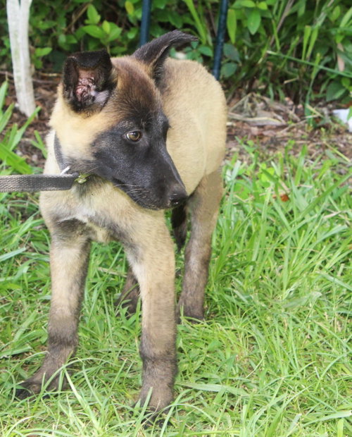 Tigra-12wks-Spay Contract Required $425