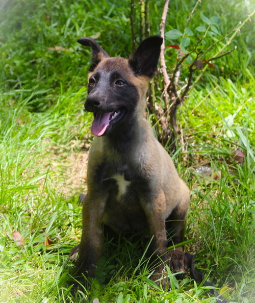 Tigra-12Wks-Spay Contract Required $425 photo 2