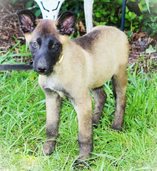 Tigra-12Wks-Spay Contract Required $425 photo 3