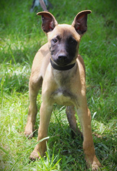 Scout-12wks-Neuter Contract Required $425, an adoptable German Shepherd Dog in Holly Hill, SC