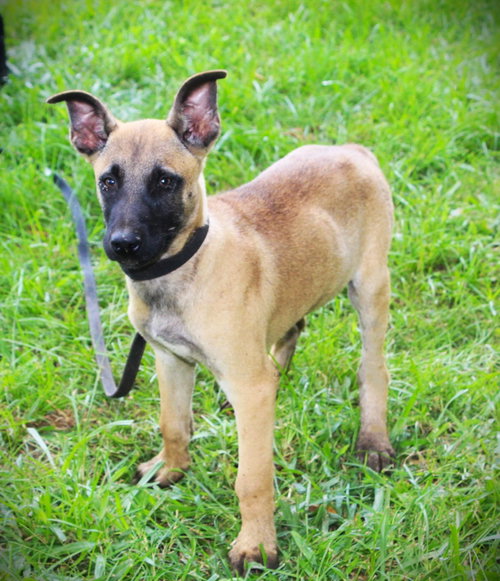 Scout-12Wks-Neuter Contract Required $425 photo 2