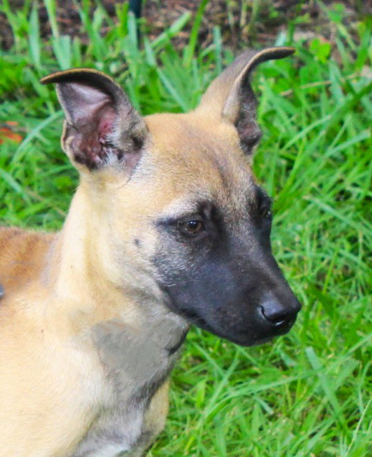 Scout-12wks-Neuter Contract Required $425