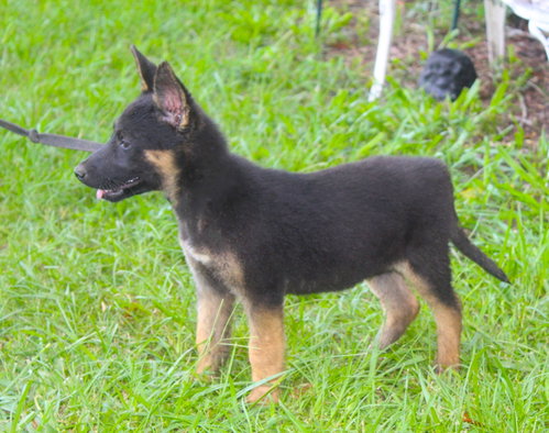 Julz-12wks-Spay Contract Required $425, an adoptable German Shepherd Dog in Holly Hill, SC