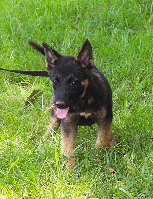 Julz-12Wks-Spay Contract Required $425 photo 2