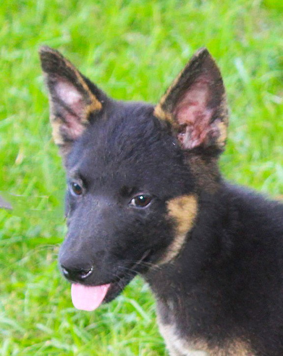 Julz-12wks-Spay Contract Required $425