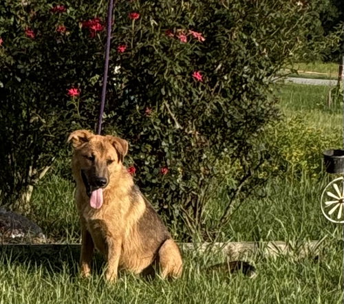 Buck-5 Mnths-Neuter Contract Req. $125
