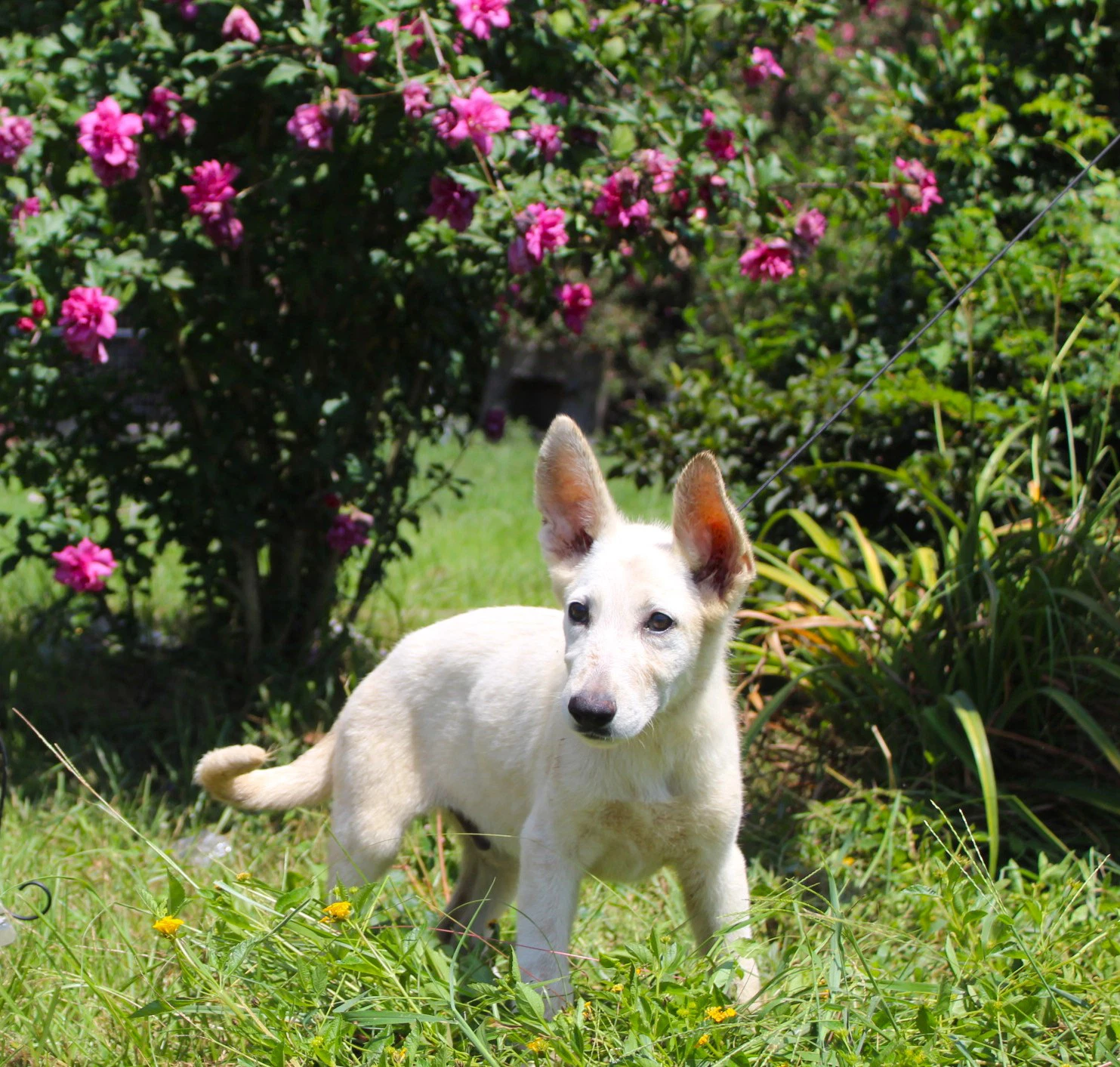 Koda- Wks-Spay Contract Required