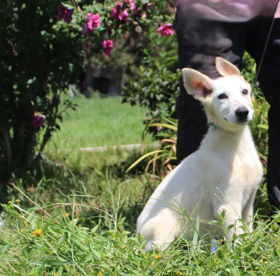 Koda- Wks-Spay Contract Required image 2