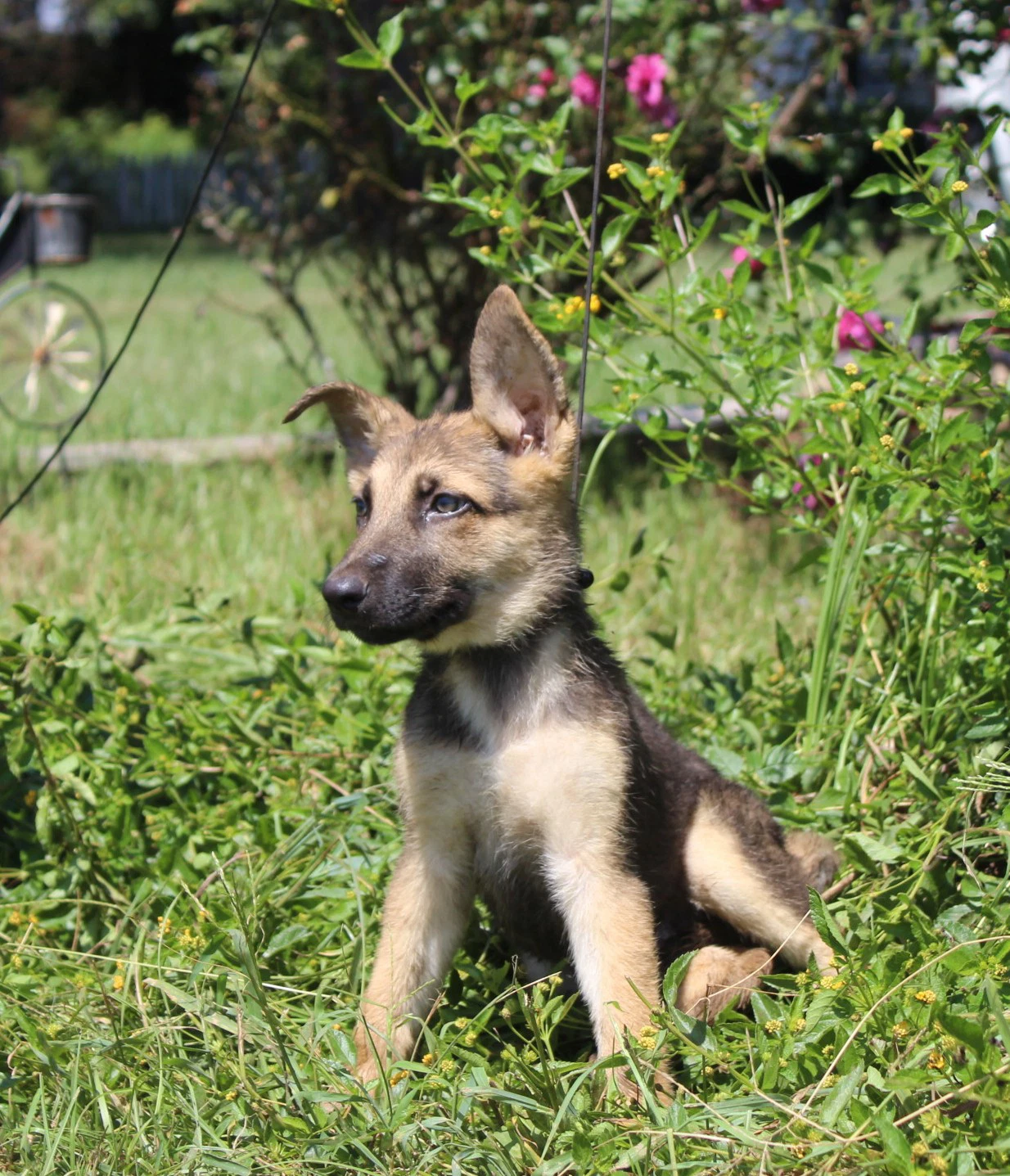 Fynn- Wks Neuter Contract Required