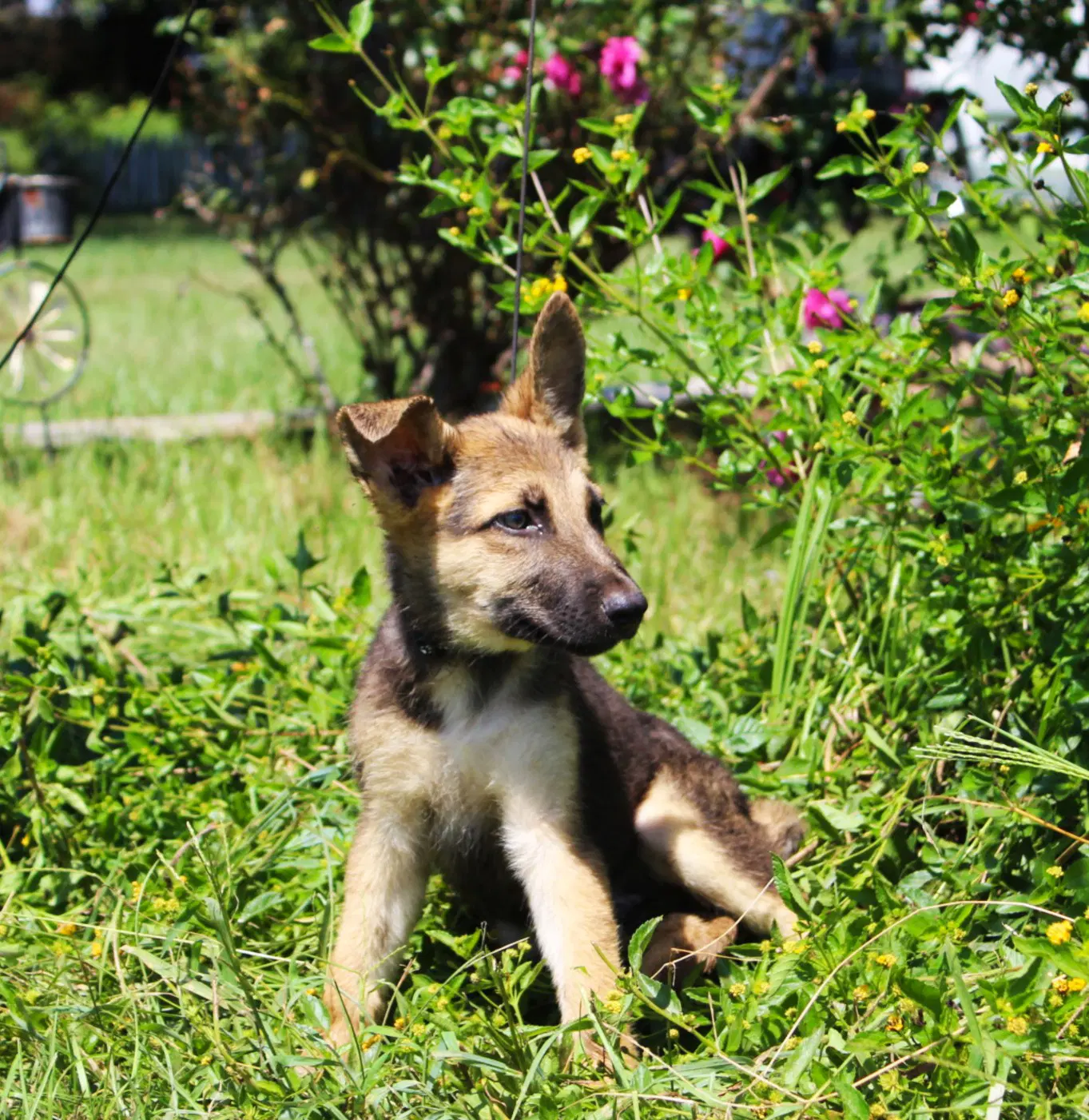 Fynn- Wks Neuter Contract Required image 2