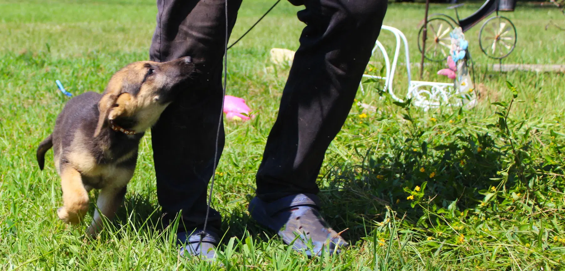 Gunnar  Wks Neuter Contract Required - German Shepherd Dog