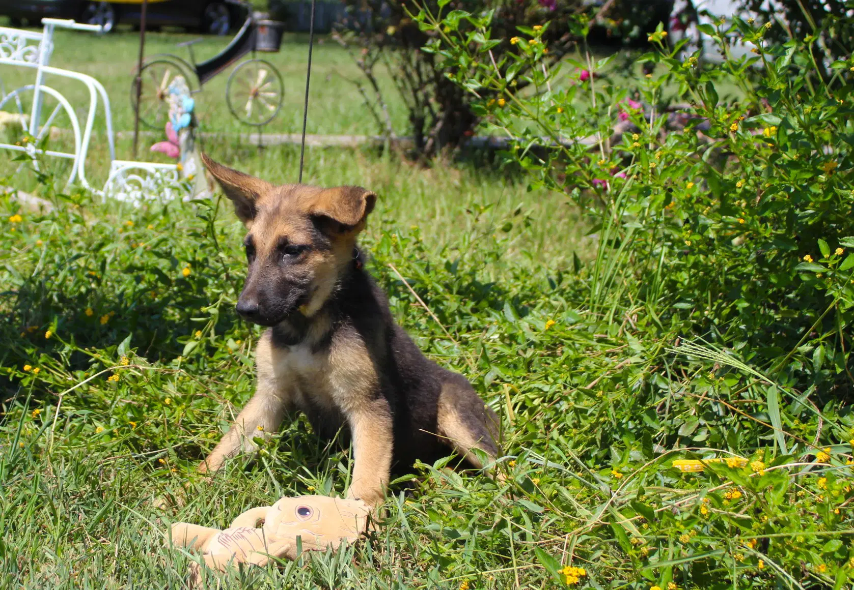 Gunnar  Wks Neuter Contract Required image 2