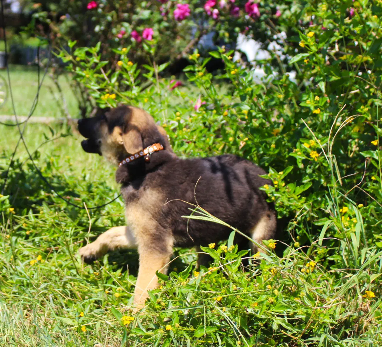 Gunnar  Wks Neuter Contract Required image 3