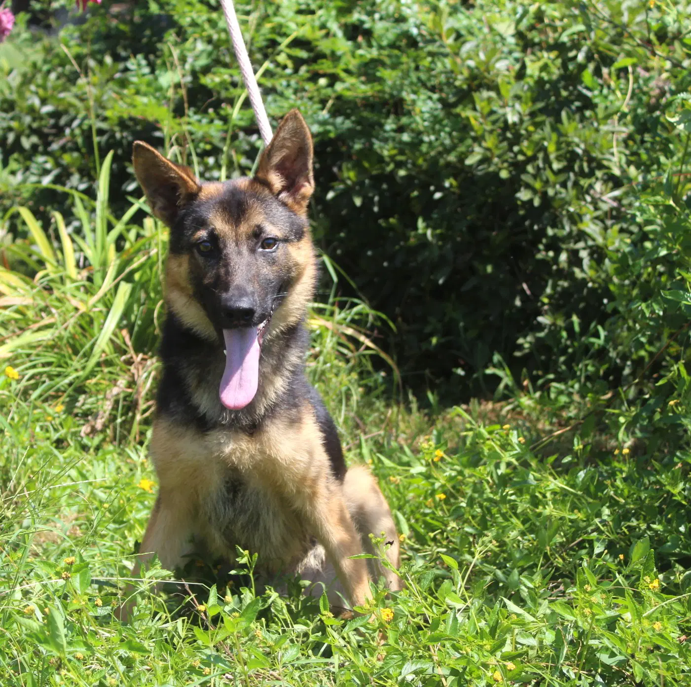 Jaxon- Months Neuter Contract Required - German Shepherd Dog