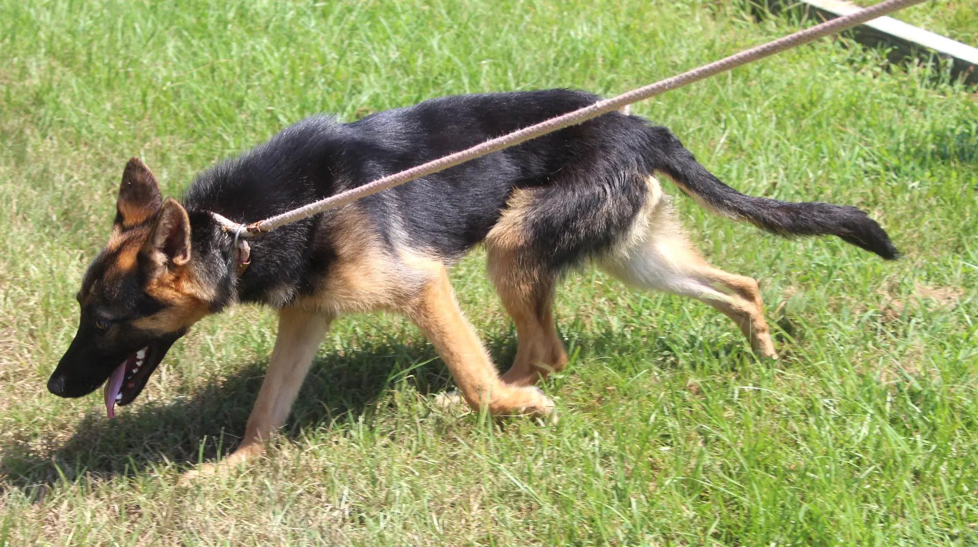 Jaxon- Months Neuter Contract Required image 2