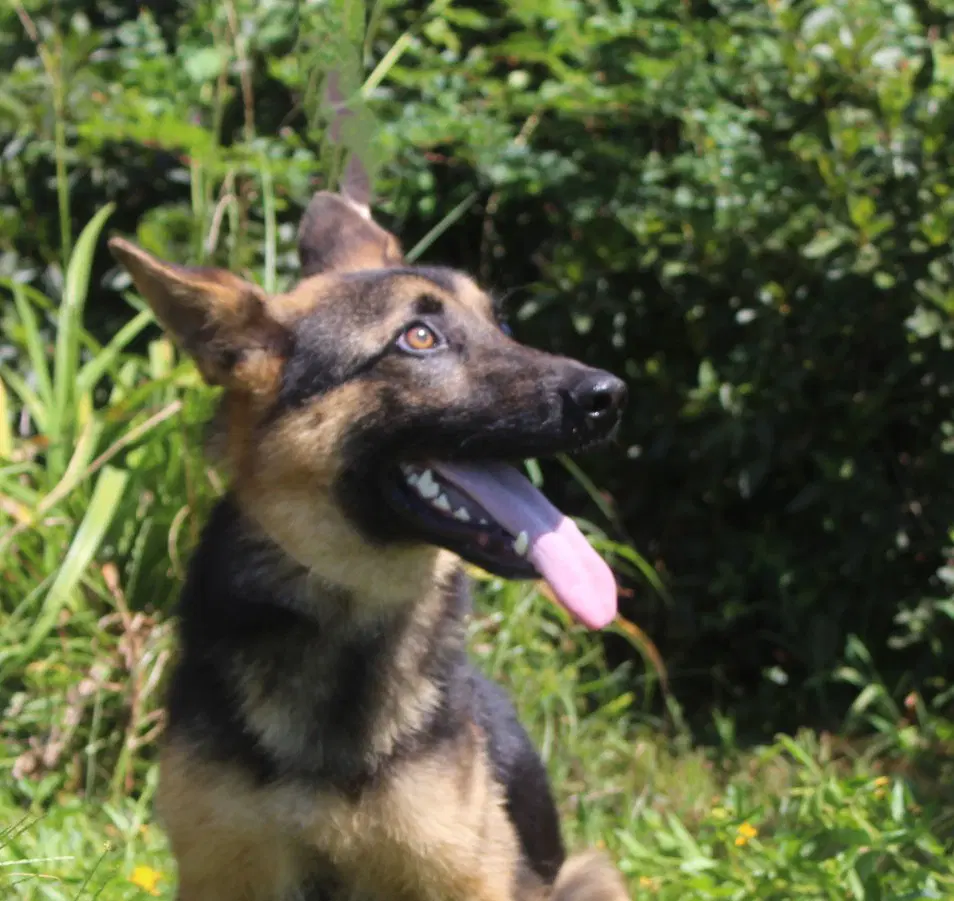Jaxon- Months Neuter Contract Required image 3