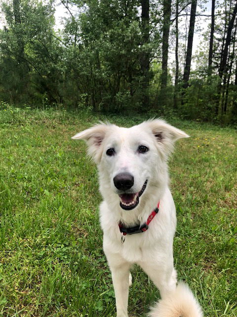 Saluki hot sale labrador mix