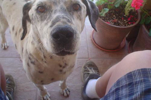 Rosie